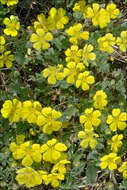 Image of Potentilla tommasiniana F. Schultz