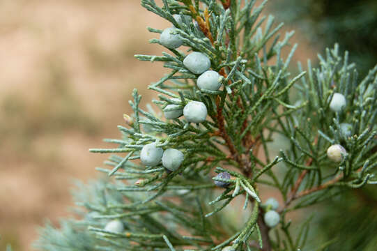 Image of juniper