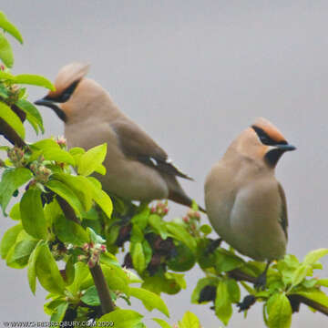 Слика од Bombycillidae