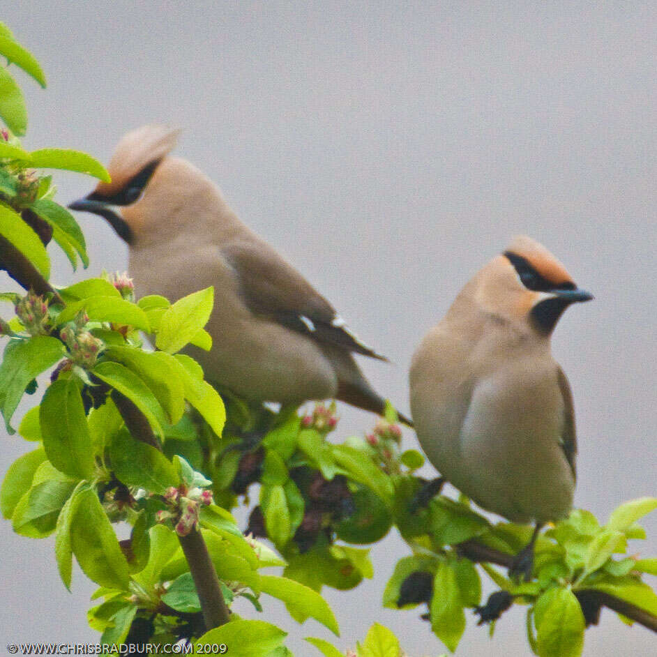 Image of waxwings and relatives