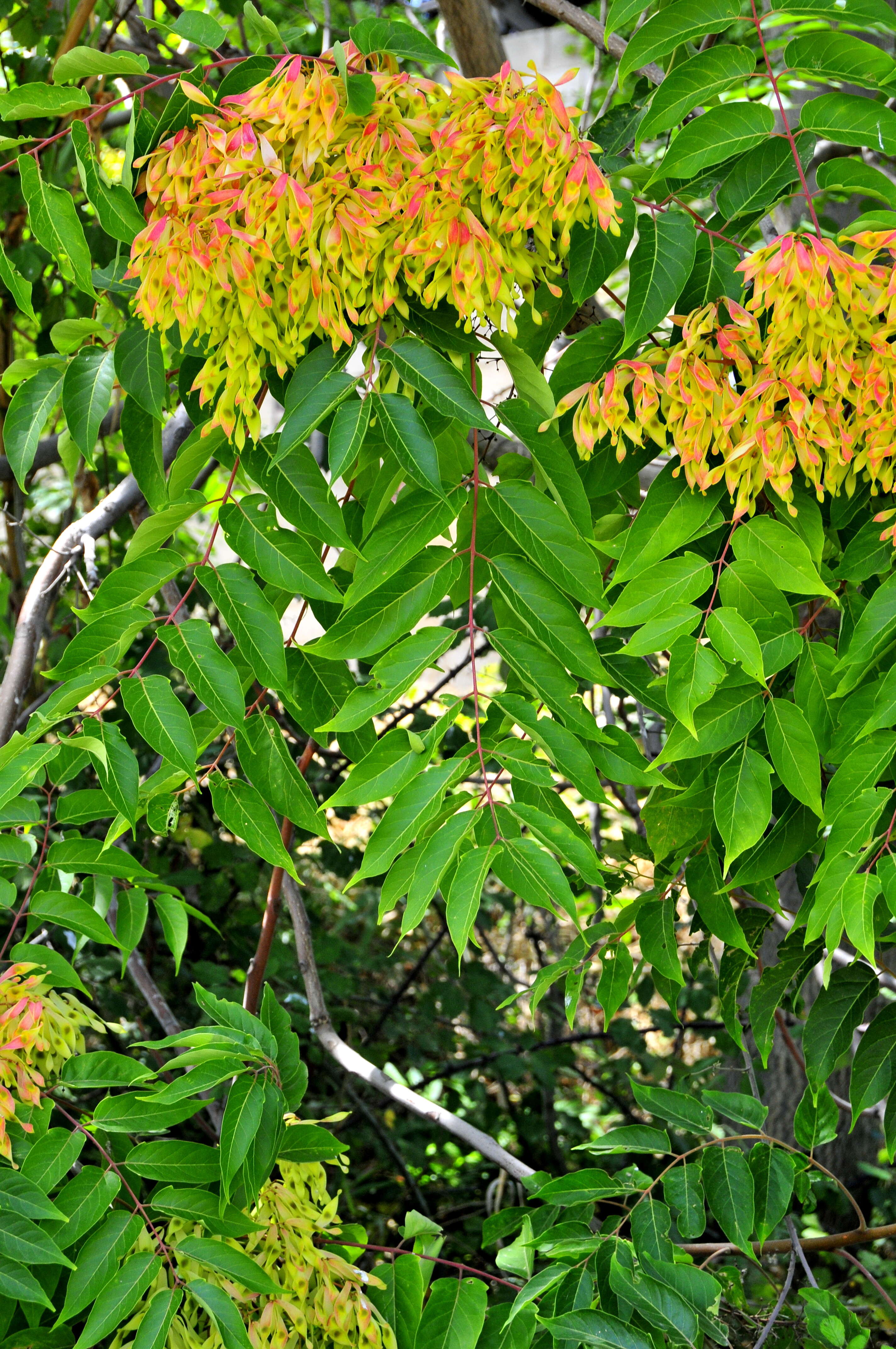 Image of tree-of-heaven