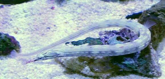 Image of blackhead pipefish