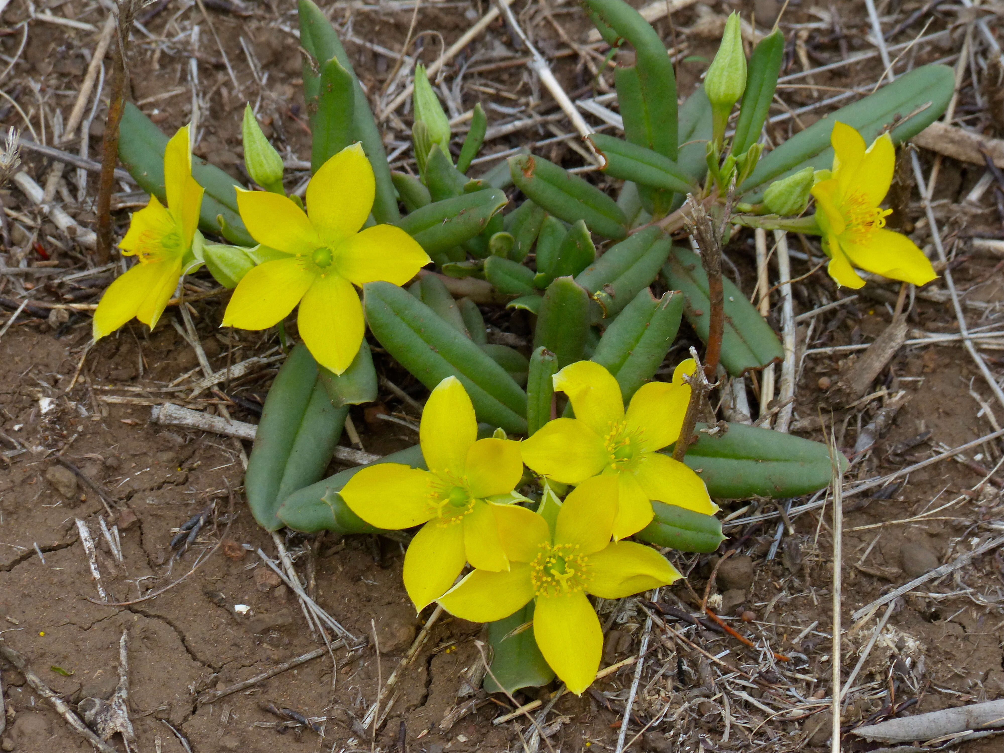 Image of Talinaceae