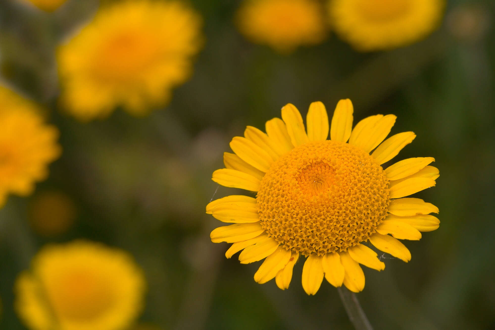 Cota tinctoria subsp. tinctoria resmi