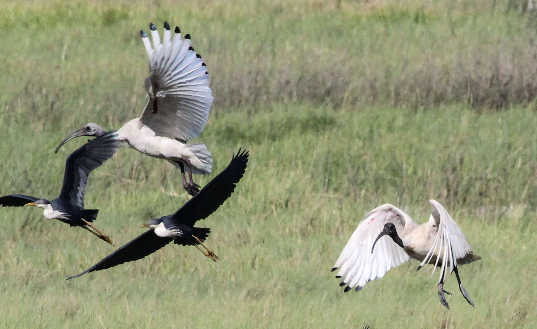 Image of Threskiornis Gray & GR 1842