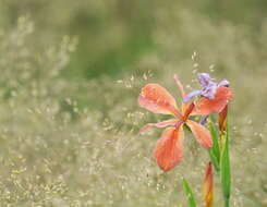 Image of copper iris