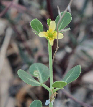 Roepera glauca (F. Müll.) Beier & Thulin的圖片