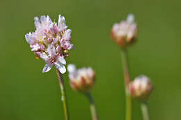 Image of Armeria canescens (Host) Boiss.