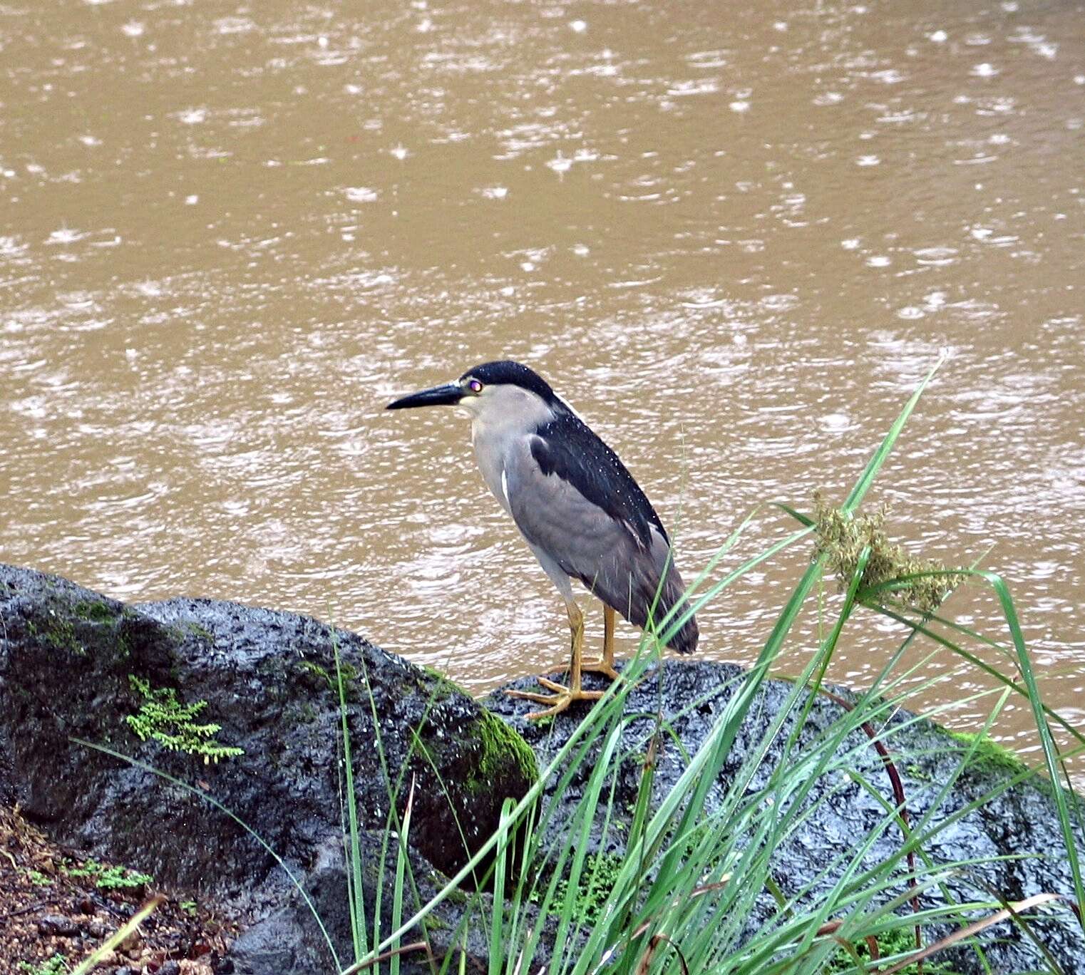 Sivun Nycticorax nycticorax hoactli (Gmelin & JF 1789) kuva