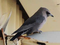 Image of Southwestern Black-faced Woodswallow