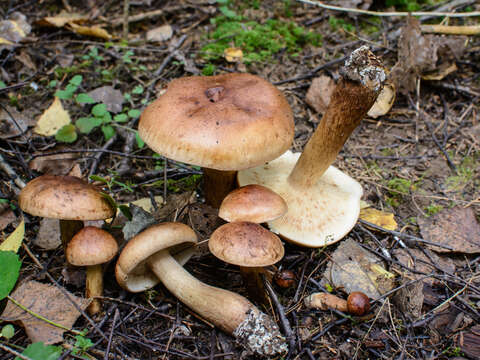 Image of Tricholoma