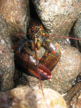 Image of American Lobster