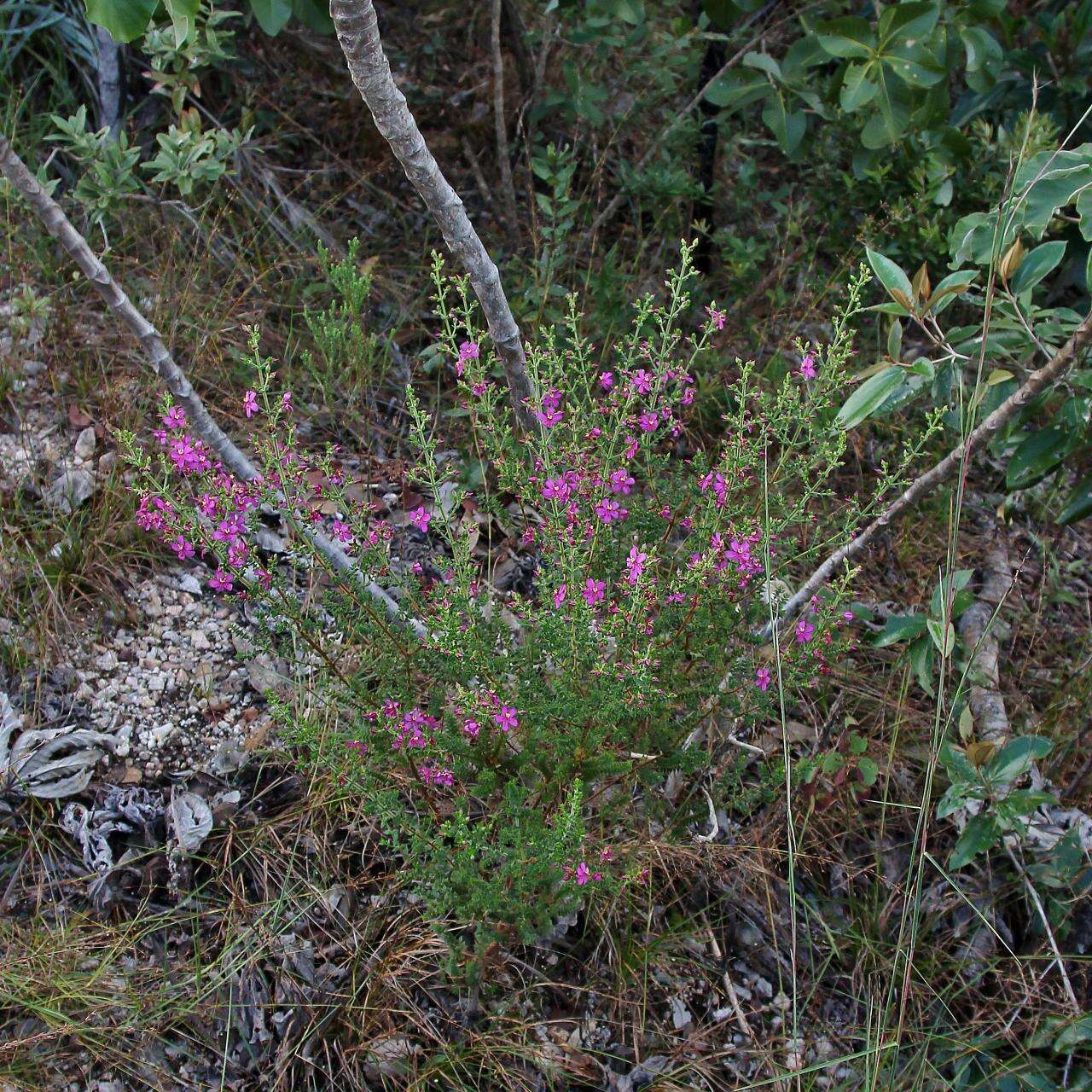 Image of Microlicia ramosa Pilg.