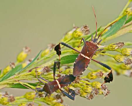 Image of Leptoglossus