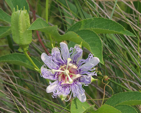 Image of Maypop