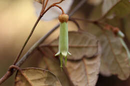 Image of Australian fuschia