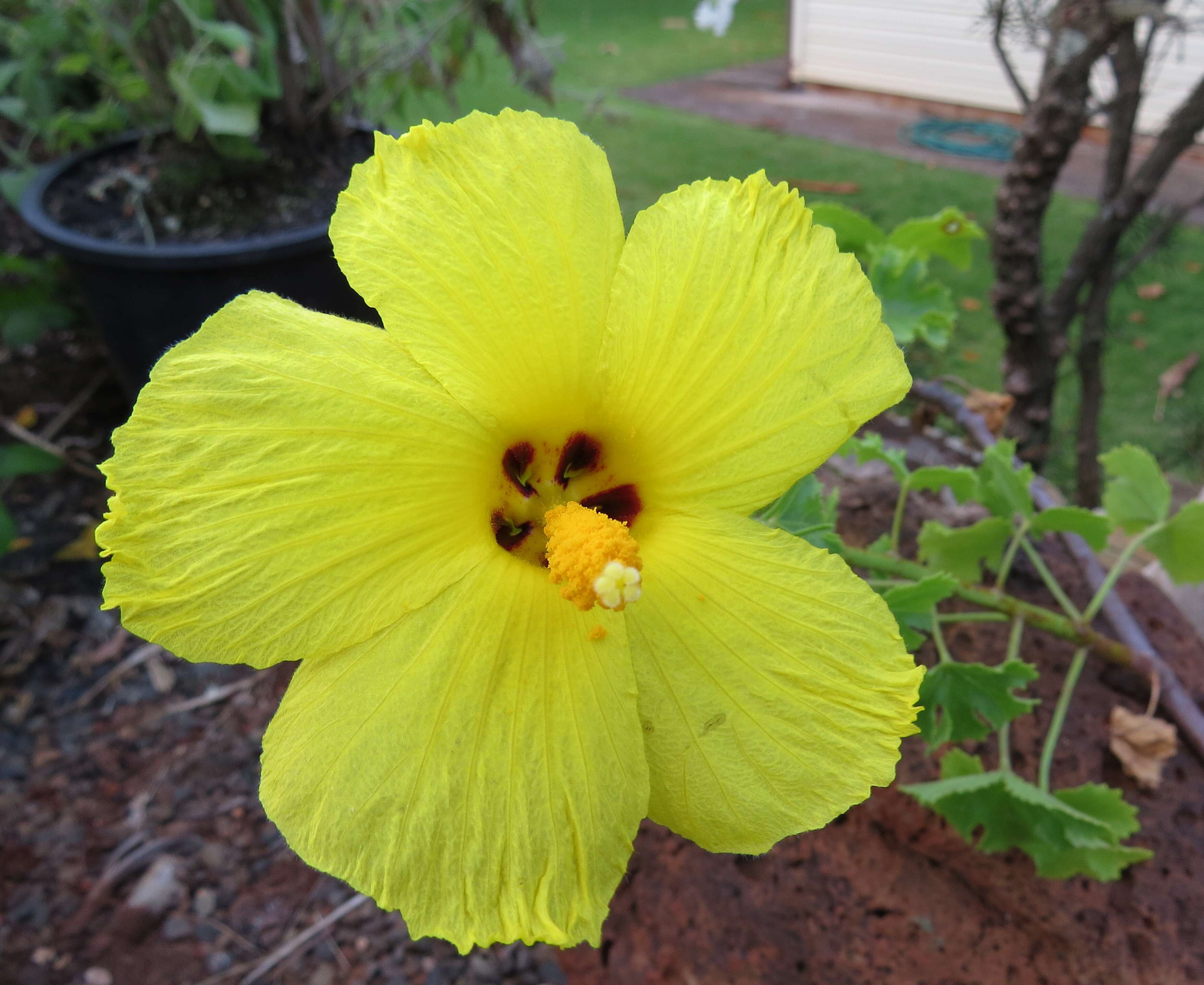 Image of (=Native yellow hibiscus) ma`o hau hele