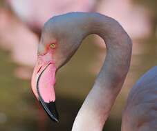 Imagem de Phoenicopterus Linnaeus 1758