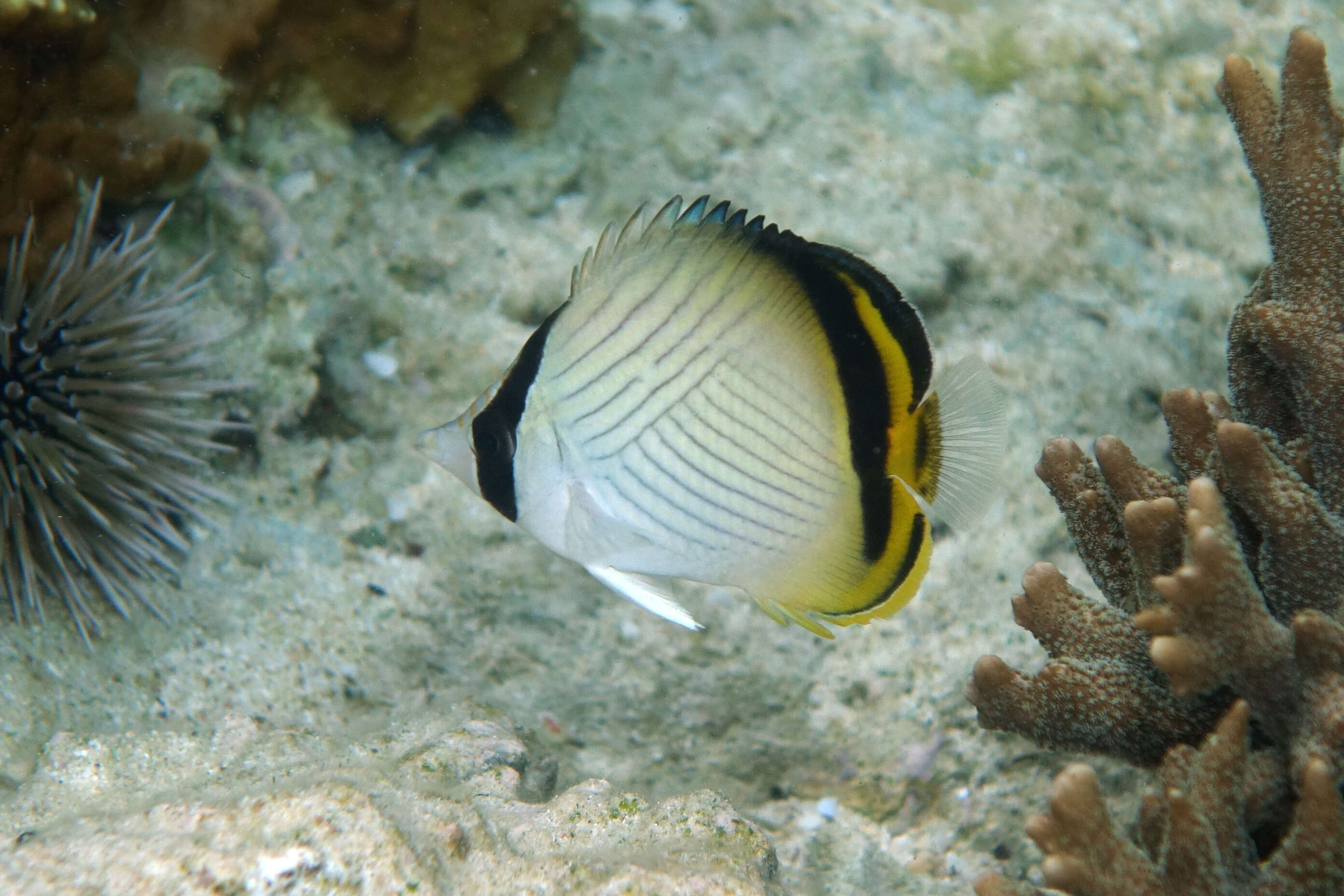 Image of Butterfly fish