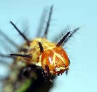 Image of Acraea oncaea Hopffer 1855