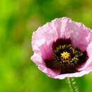 Image of Papaver setigerum DC.