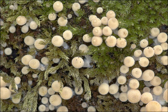 Image of Coprinellus