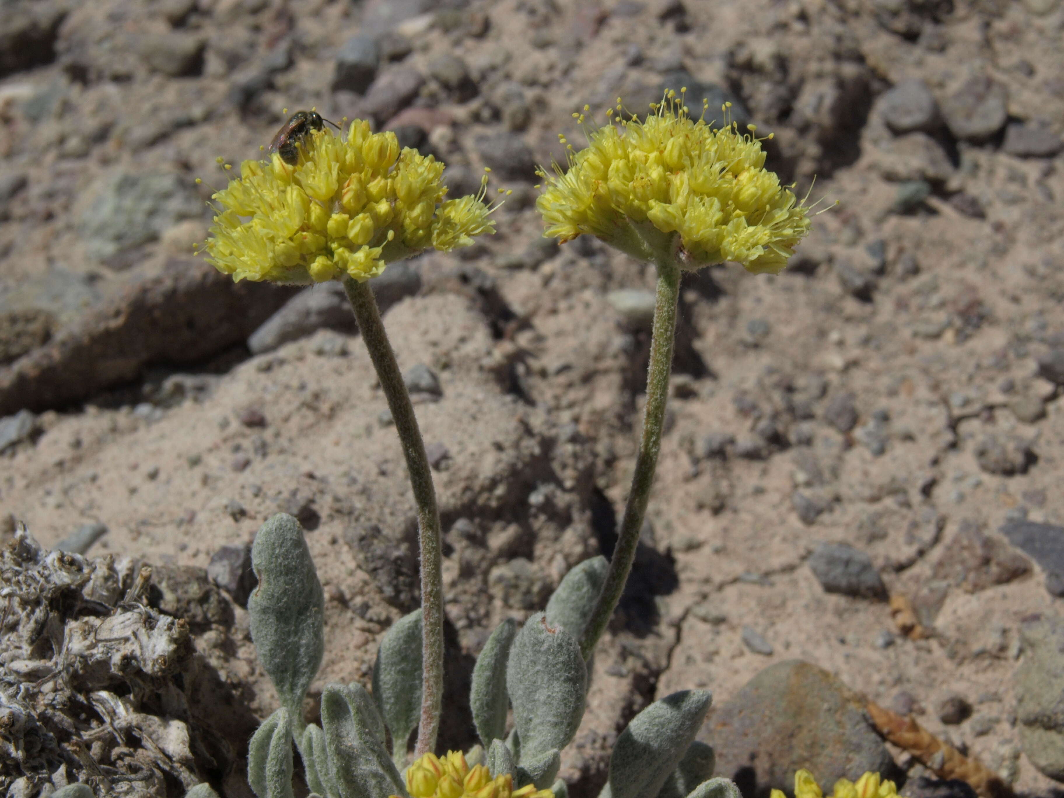 Image de Eriogonum alexanderae (Reveal) Grady & Reveal