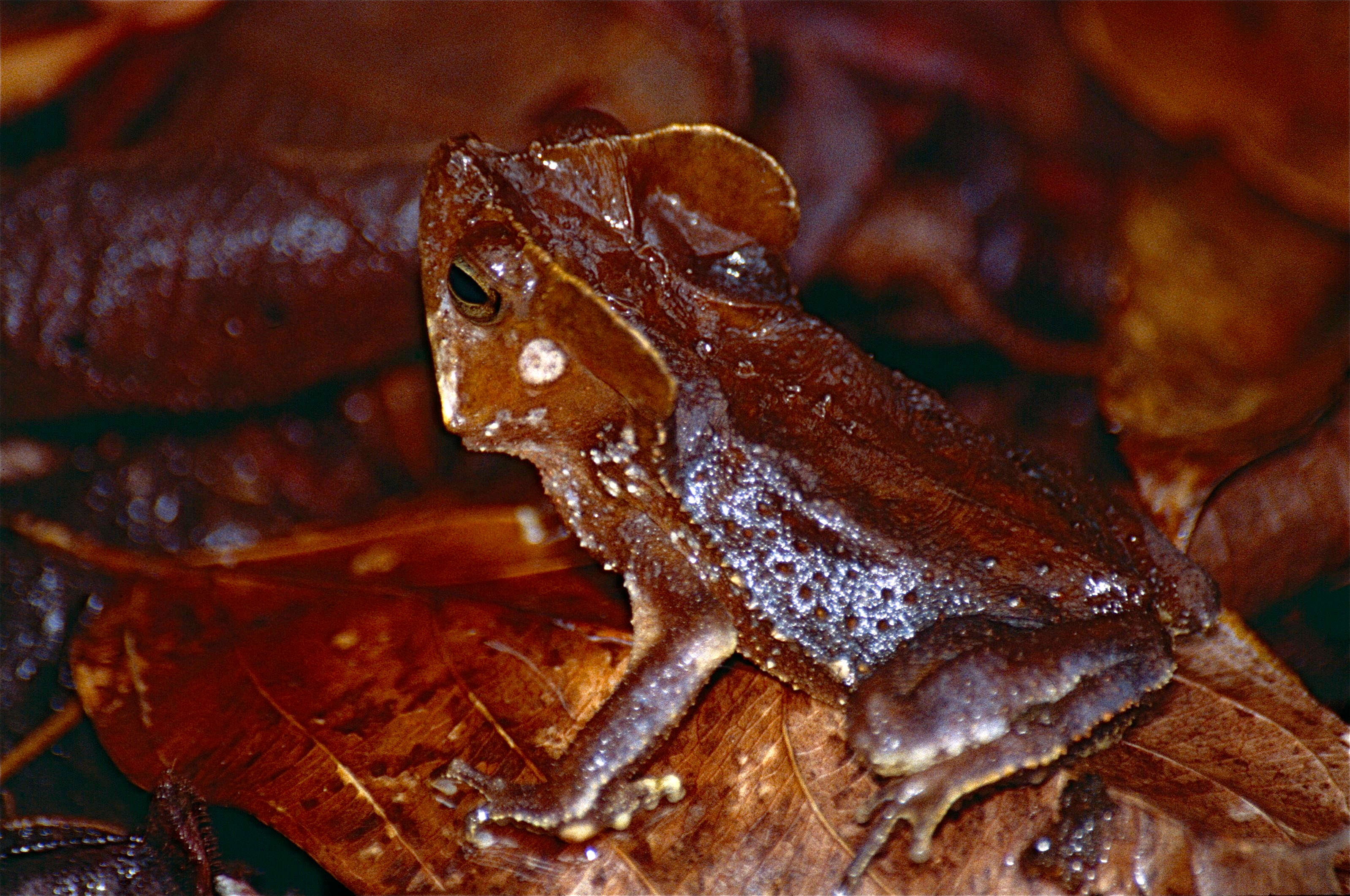 Image of beaked toads