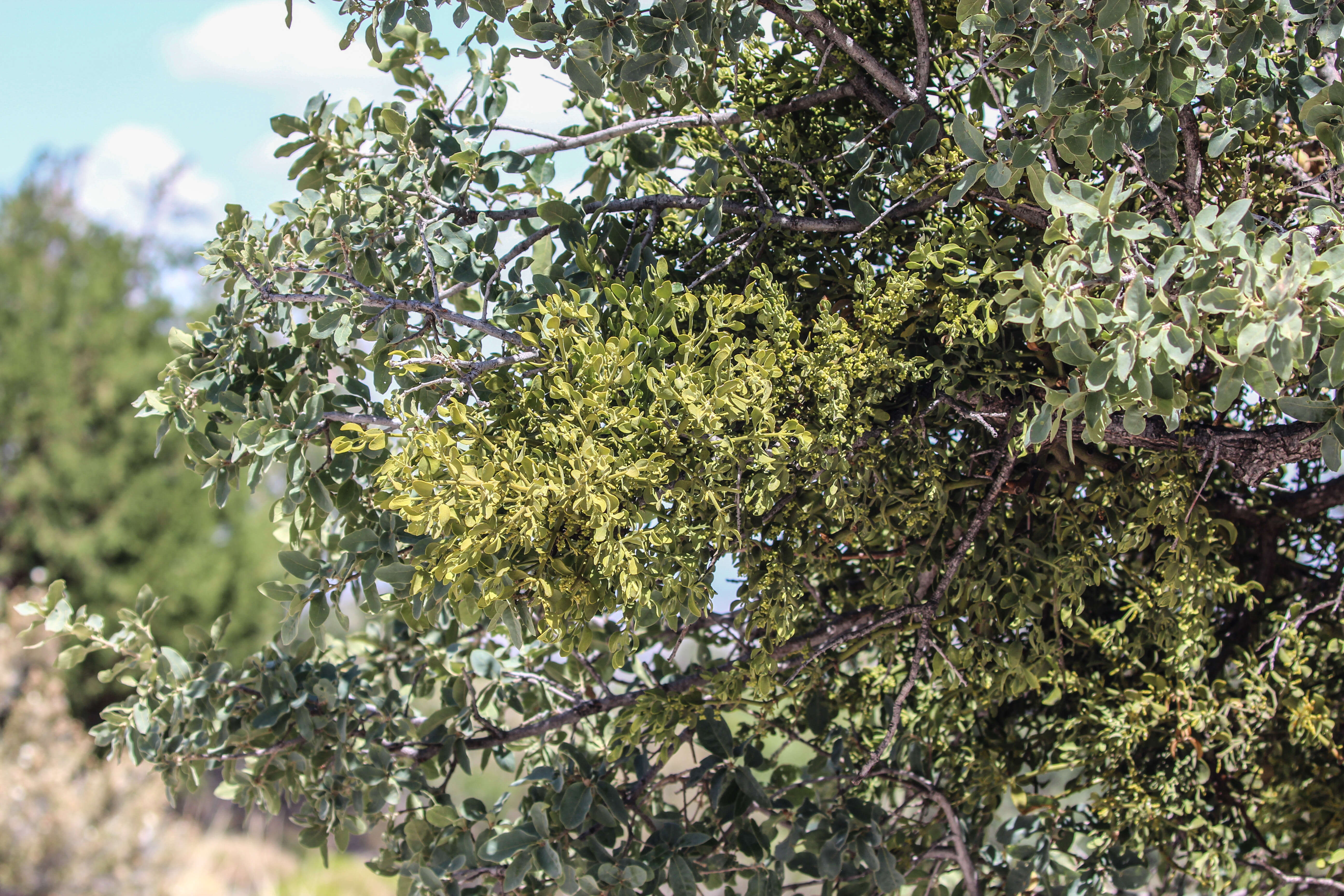 Image of Mistletoe