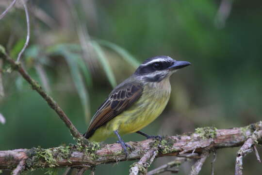 Image of Golden-crowned Flycatcher