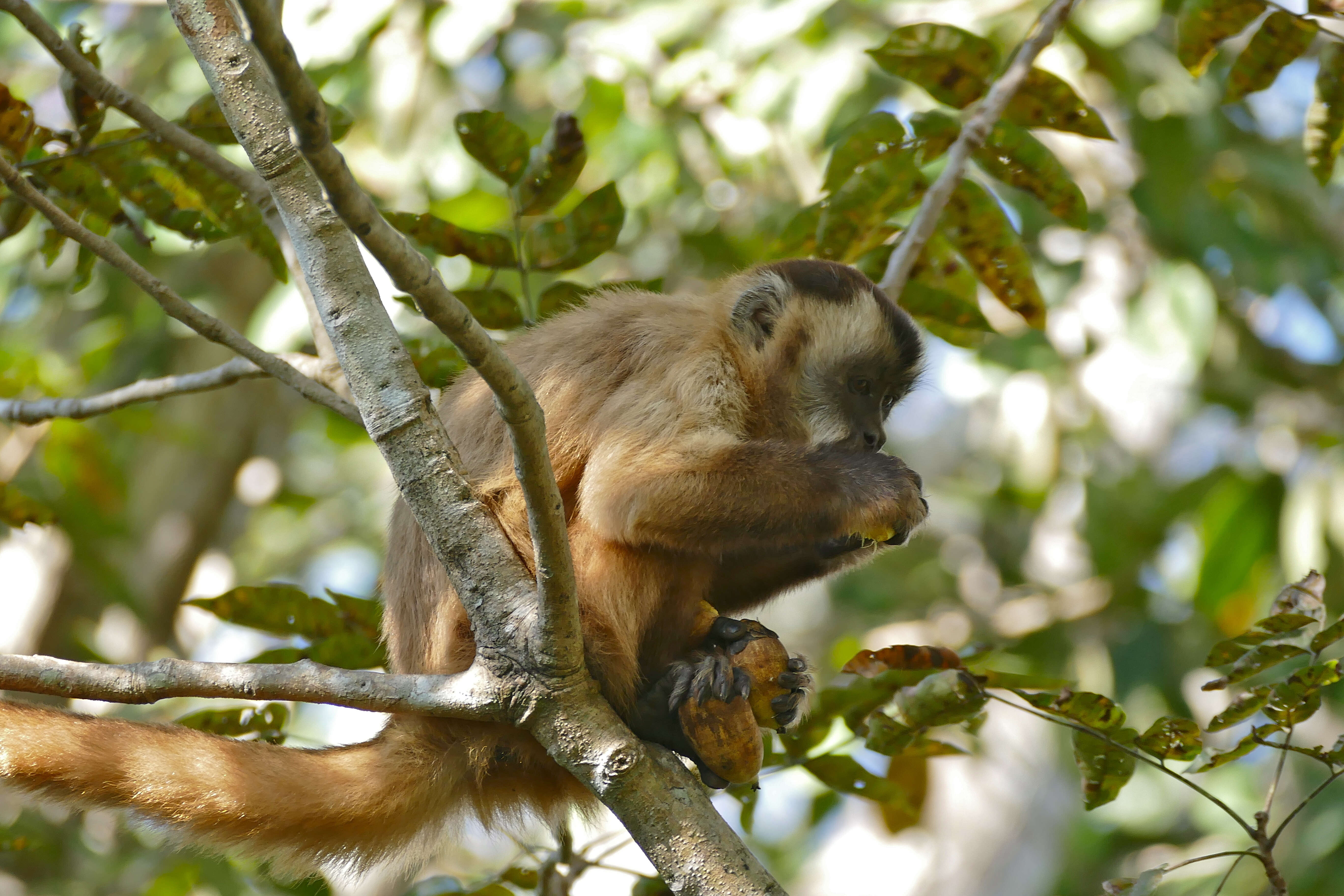 Image of Robust capuchin monkeys