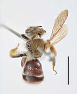 Image of Andrena curvungula Thomson 1870