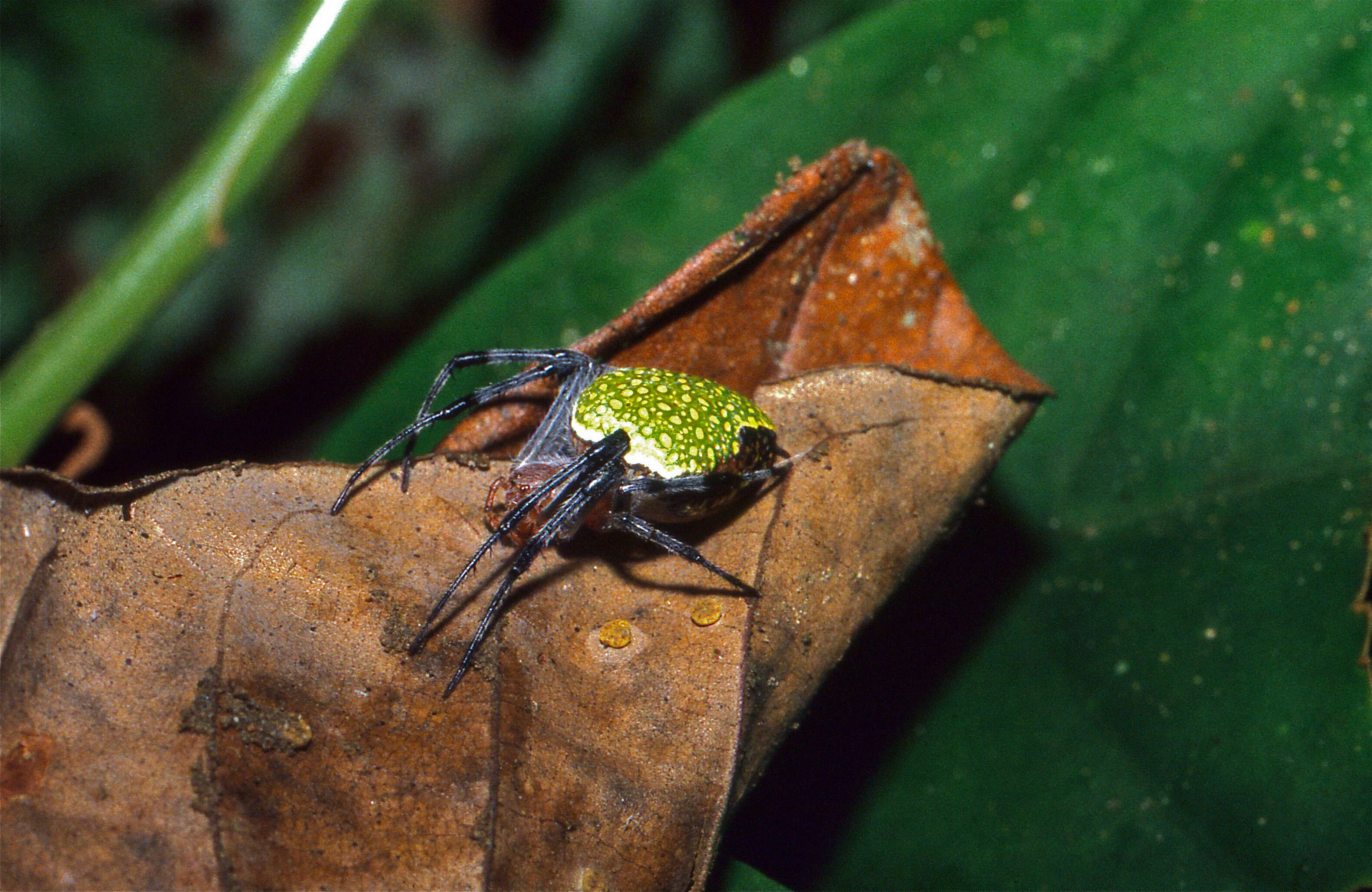 Image of Eriophora