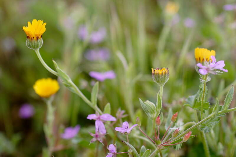 Image of field marigold