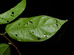 صورة Mortoniodendron cauliflorum Al. Rodr.