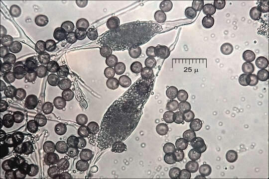 Image of Dog vomit slime mold