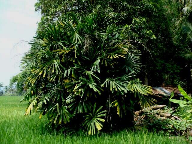 Image of Mangrove fan palm