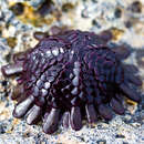 Image of Shingle urchin