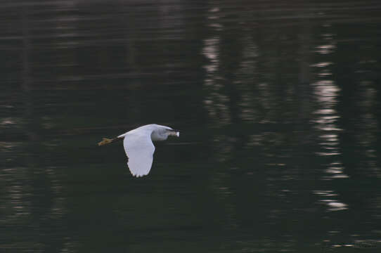 Image of Egretta garzetta garzetta (Linnaeus 1766)