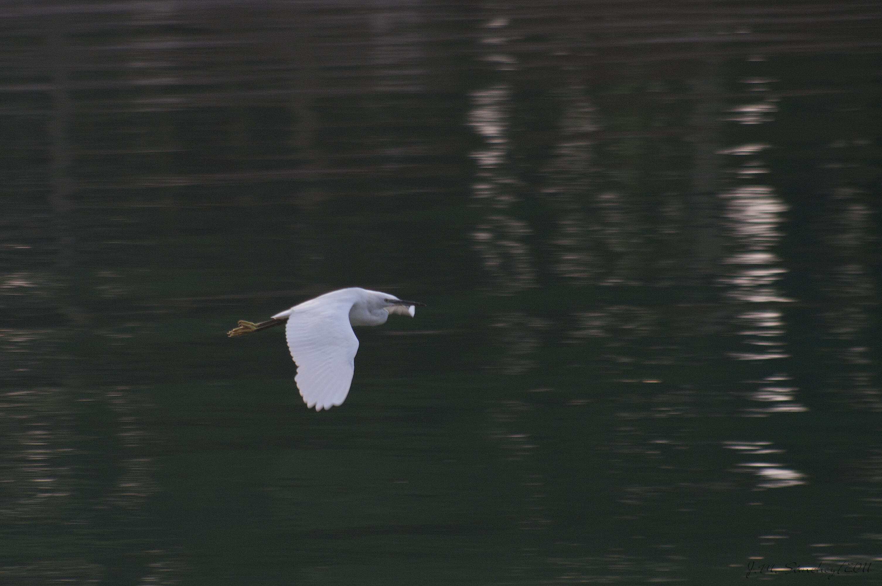 Image of Egretta garzetta garzetta (Linnaeus 1766)