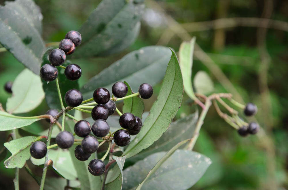 Plancia ëd Ardisia hanceana Mez