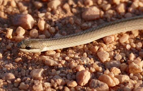 Image of Spirit Diminutive Snake