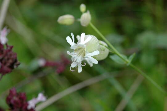 Image of Bladder Campion