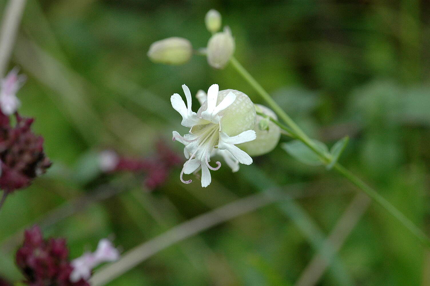 Image of Catchfly