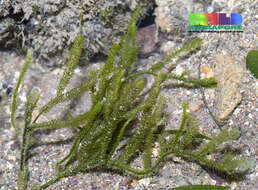 Image of Caulerpa webbiana