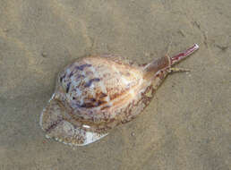 Image of True Fig Shell