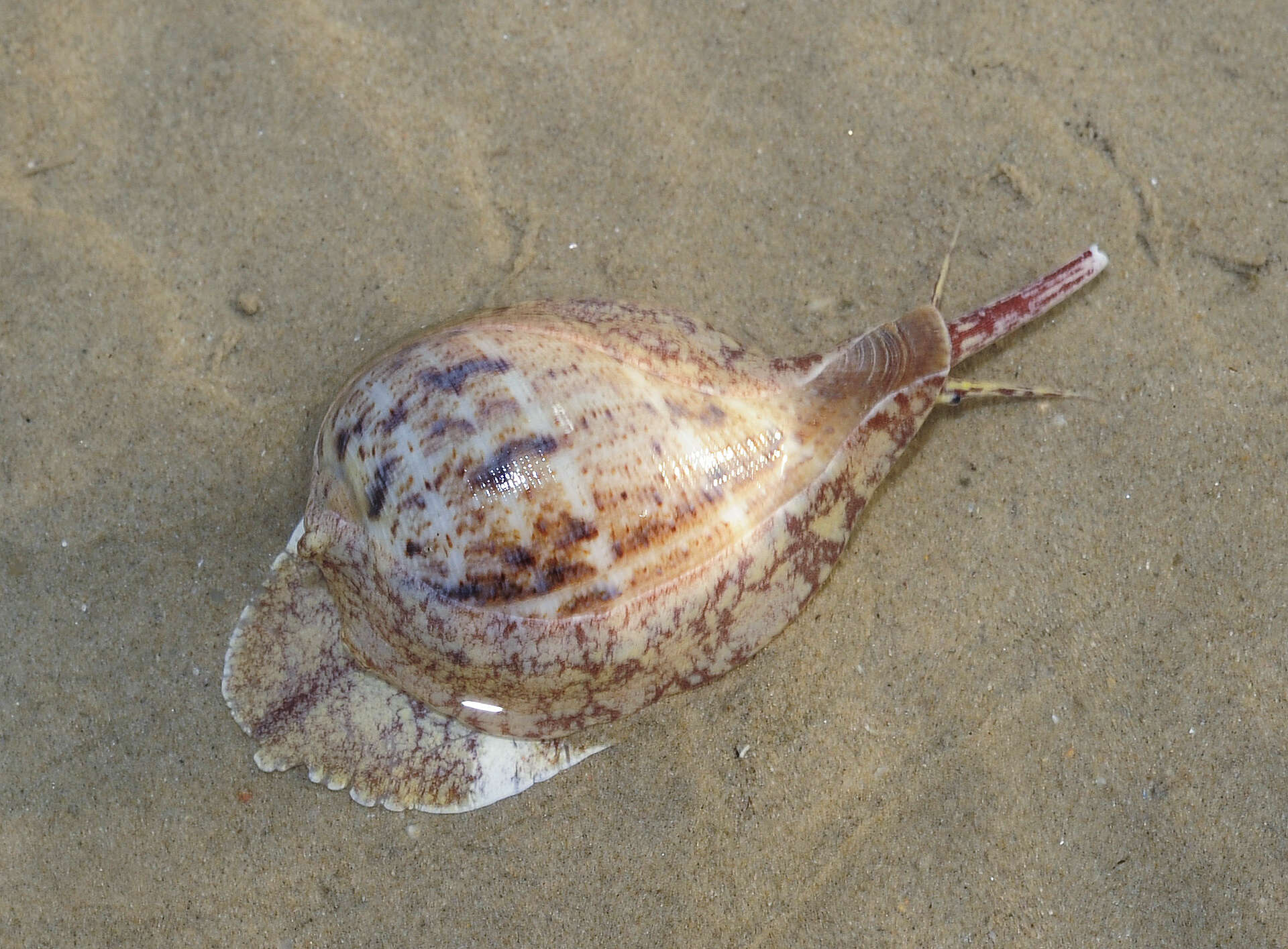 Image of True Fig Shell