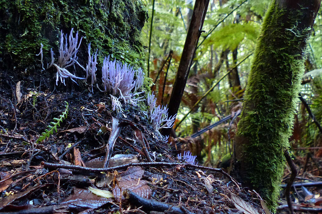 Clavaria resmi