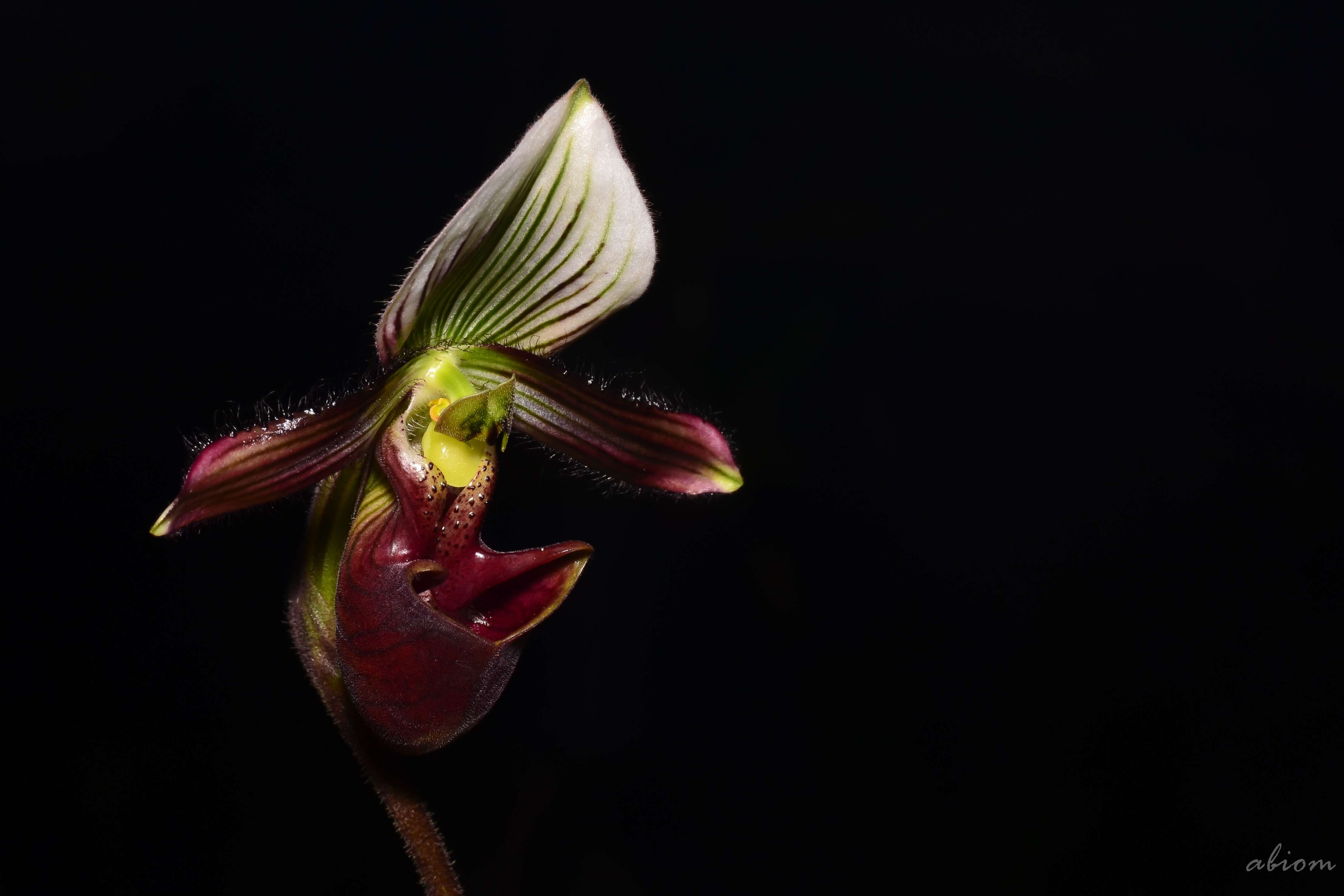 Image de Paphiopedilum barbatum (Lindl.) Pfitzer