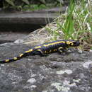 Image of Salamandra salamandra terrestris